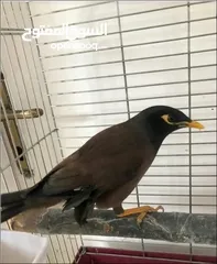  2 بيض بلدي اقفاص طيور مينا