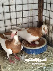 4 جوزين سكندراني شغالات ومكفولات