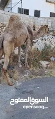  4 جمل ضحيه بصلاه عالنبي