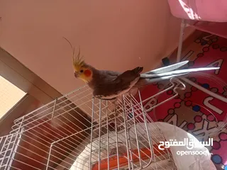  1 البيع كوكتيل