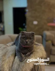 2 قطط سكوتش فولد للبيع بيور