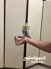  1 عصفور ككتيل اليف للبيع