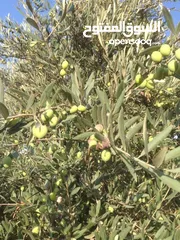  8 2دونم للبيع في كفرراعي (جنين)