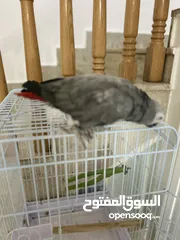  1 African grey parrot (1 - 2) year old معا كل اغراضه