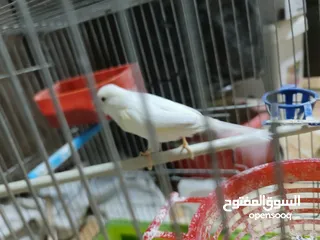  6 فحل كوكيتل محجل & فحل كنار شغالات 100% للبدل على درة او جرين شيك اليف