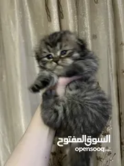  3 للبيع: قطة أنثى سكوتش فولد مكس شيرازي – عمرها شهر قطه سكوتش فولد مكس شيرازي