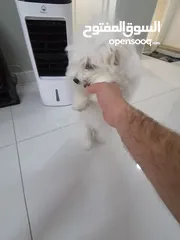  9 ذكر وانثى  فرنش تيرير عمر شهرين الأنثى والذكر سنتين puppy 2-months - French Terrier female & boy