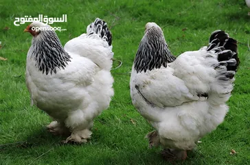  1 مطلوب جاجه براهما كولومبي / بلو موتلد