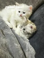  4 شيرازي العمر شهرين