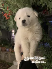  3 كلاب جراء ساموايد بيور اصلي
