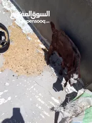  9 ثلاث سخال للبيع