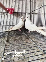  1 مخلفين كوكتيل البينو + جوز فنقز مكس جامبو اهلي فراخ اقراء الوصف