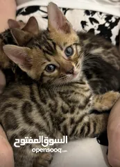  1 Pure  bengal kittens