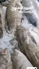  29 أسماك طازجة يوميا