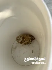  2 بومه بري مقزمه