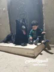  8 ذكر جيرمن رويال بلاك شولاين