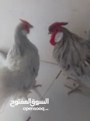  6 طقم محلق حبري شغال نخب