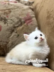  9 5 قطط هملايا للبيع – نابلس