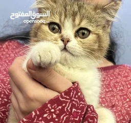  2 قطه سكوتش بسعر رمزي