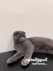  2 British shorthair and Scottish fold(gray)