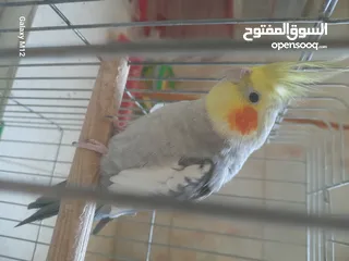  1 ببغاء كوكتيل فحل ابو فراخ