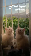  2 قطط هملايا للبيع