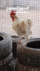  8 دجاج اللبيع