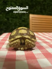  4 2 cute baby exotic sulcata tortoises