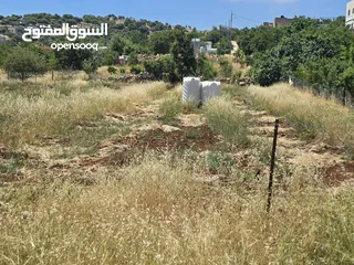  6 ارض للبيع في عبين السعر كامل القطعه