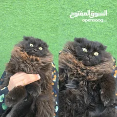  8 قطط شيرازي