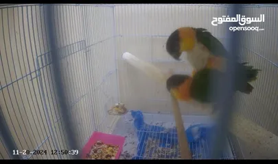  1 caique parrot  pair good helthy