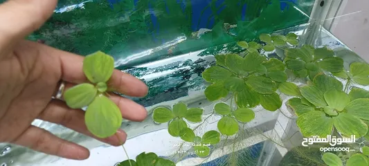  4 نبات خس لماء لاحواض السمك