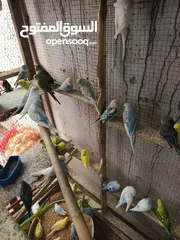  4 40 جوز حب بلدي مخاليف  البينو لا تينو