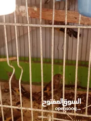  1 فراخ حسون للبيع