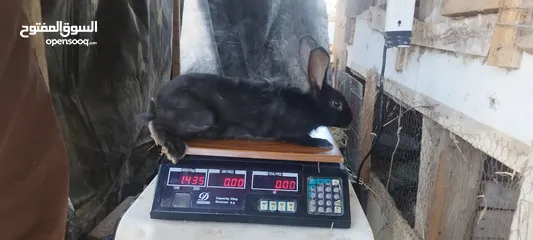  3 اناث هجين أبرق