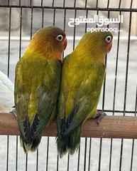  15 طيرة انجليزي رمادية ومخاليف فيش. وفراخ روز للزق اليدوي. الرجاء قراءة الوصف