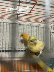  10 3 جوار كنار منتجات