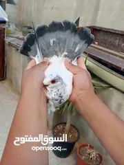  4 جوز ذبابنا زرق للبيع شغالات
