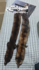  1 حيوان mink محنط الحيوان نادر