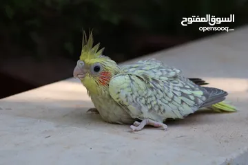  1 فرخ كوكتيل ايزابيل للزق اليدوي