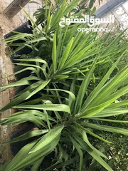  3 نبات اليوكا-نخيل السيسال