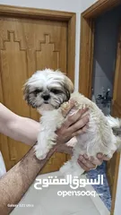  4 Adorable 6-Month-Old Female Shih Tzu Puppy  
