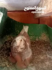  19 حمام للبيع