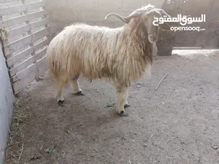  3 كبش نعيمي ماشاءالله عليه