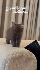  1 British Kitten 2 month old