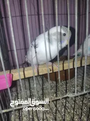  7 عصافير استرالي شباب فواتح للبيع
