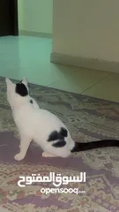  4 Cat for adoption