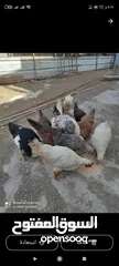  6 دجاج  هرافي
