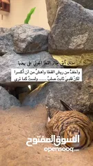  2 زوج قطا الجوني "النغاق" منتج