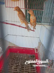  9 فحل كرزي ومخلفين مشمشيات قرميديات
